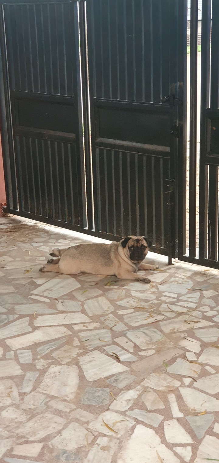 puggy