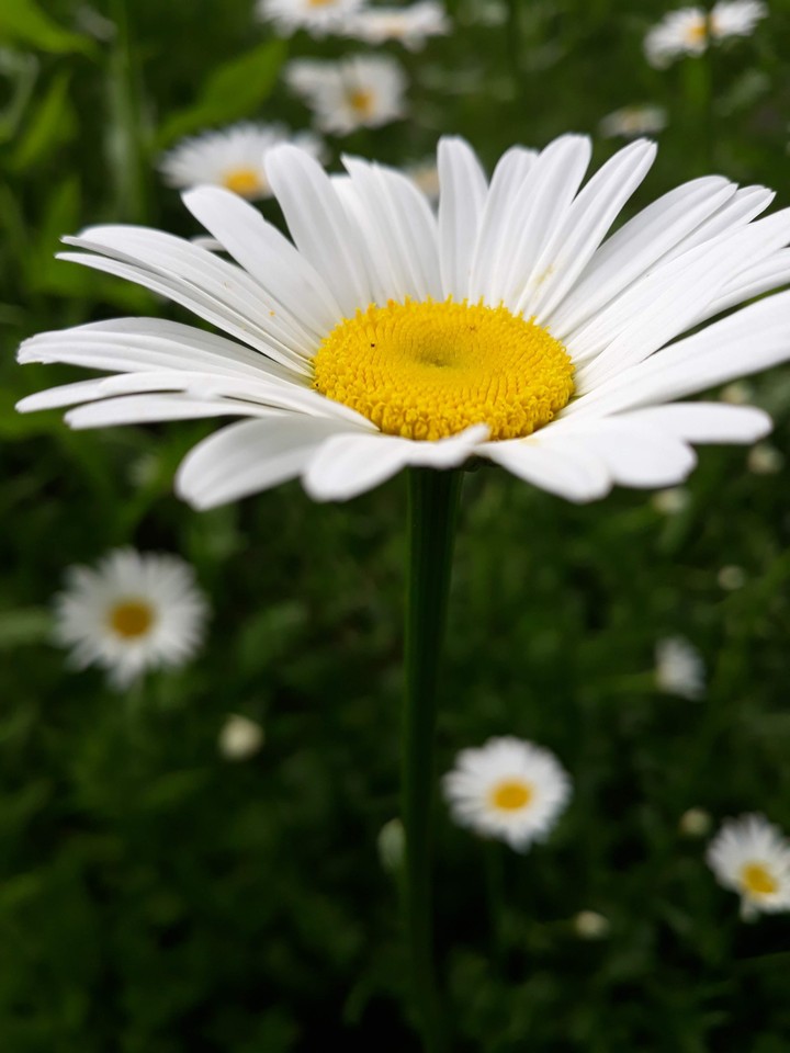Chamomile flowers