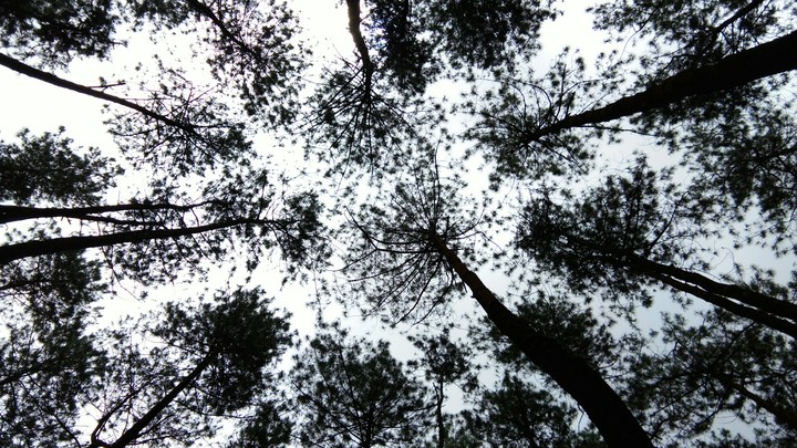 Hutan Pinus