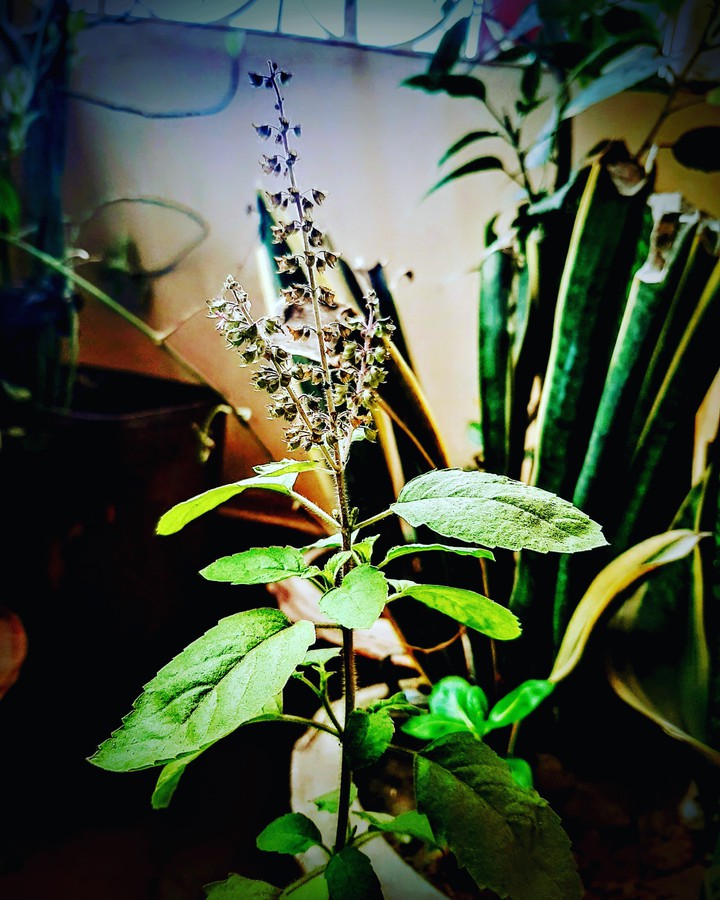 plant