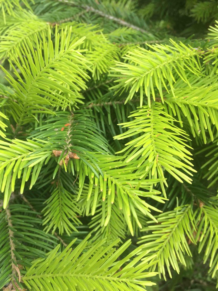 Freshness of the forest