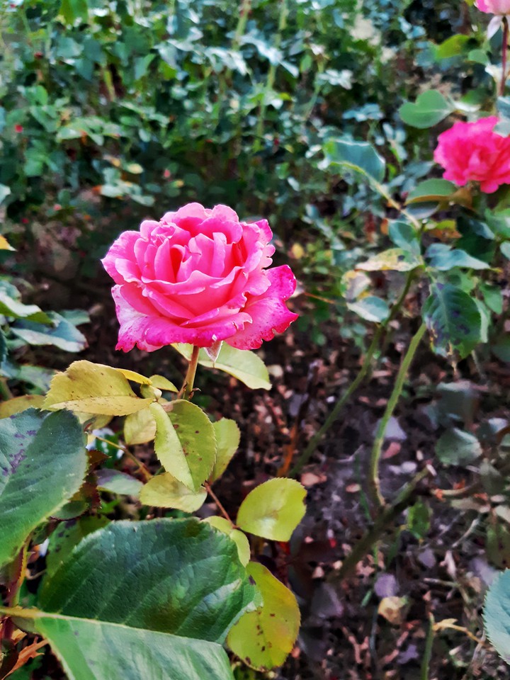 a rose