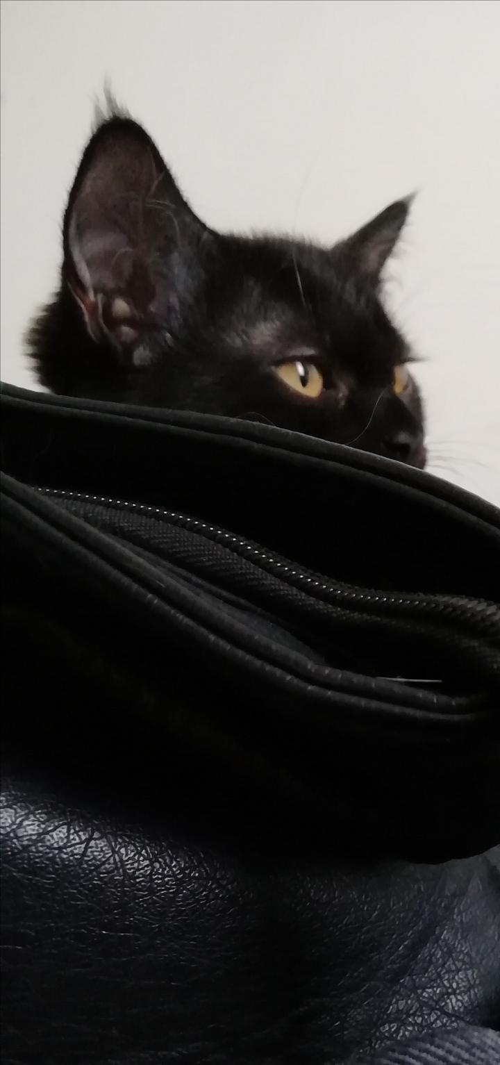 Jingil My black kitten