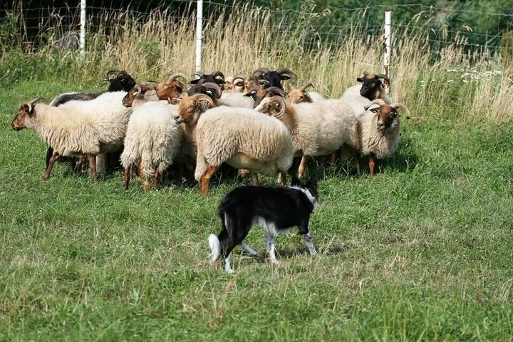 The Border Collie Because There Is No Better Dog