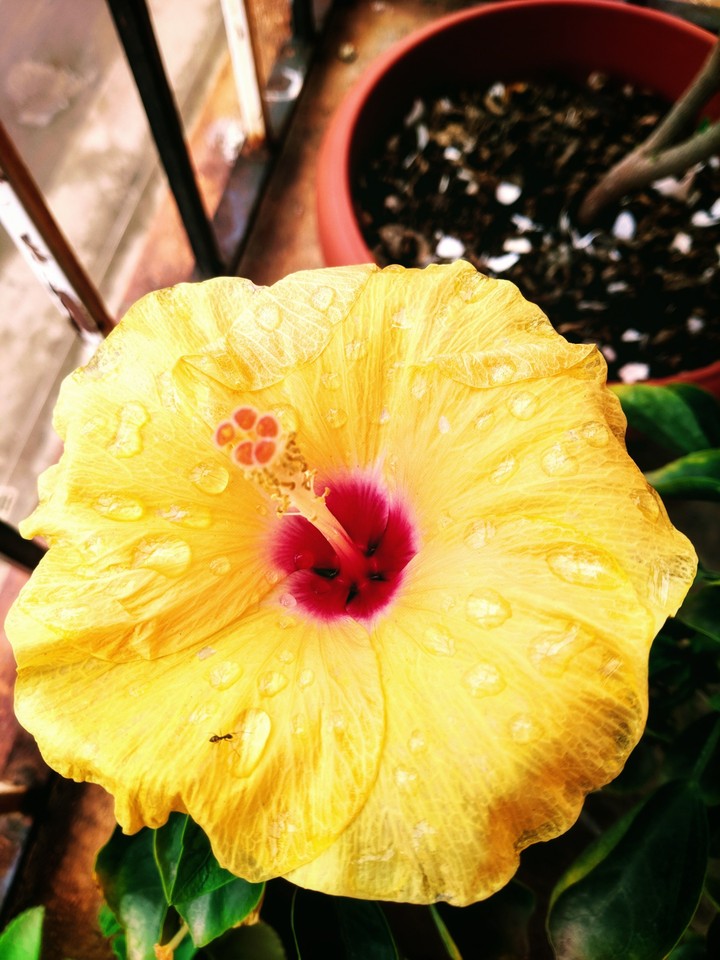 Yellow Hibiscus in rain