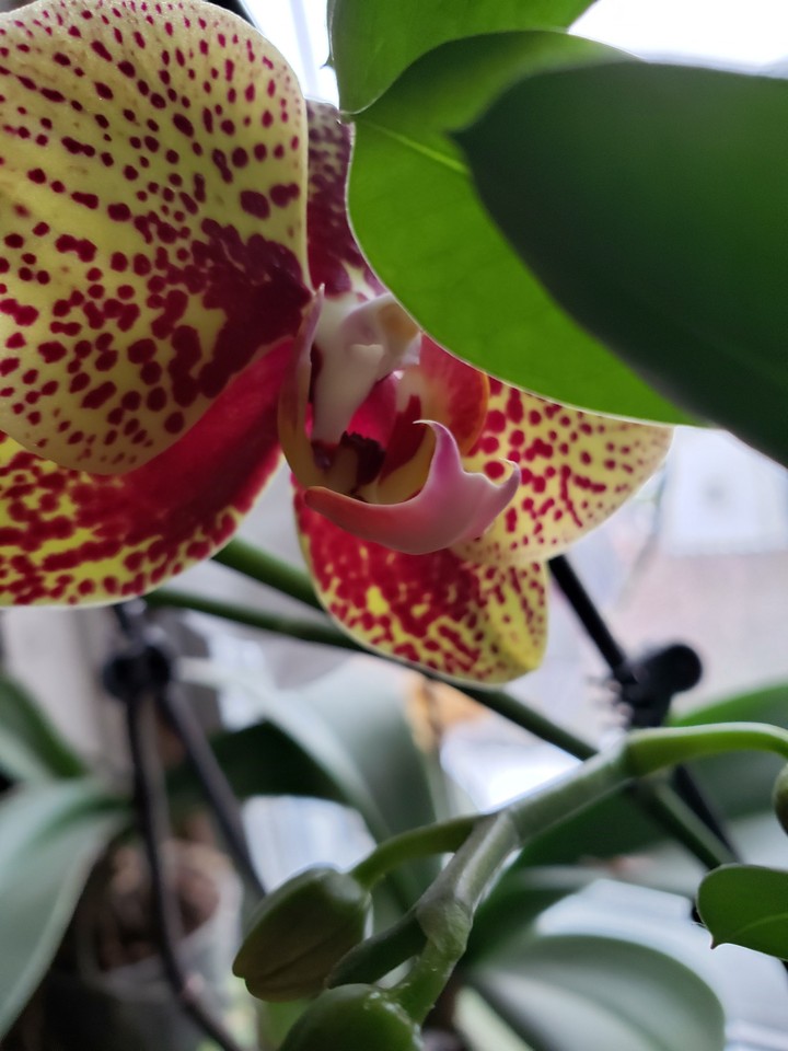 orchids
