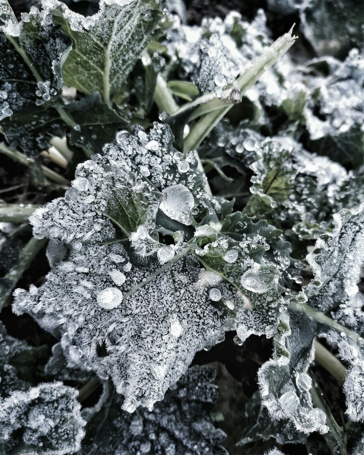frozen pearls.
