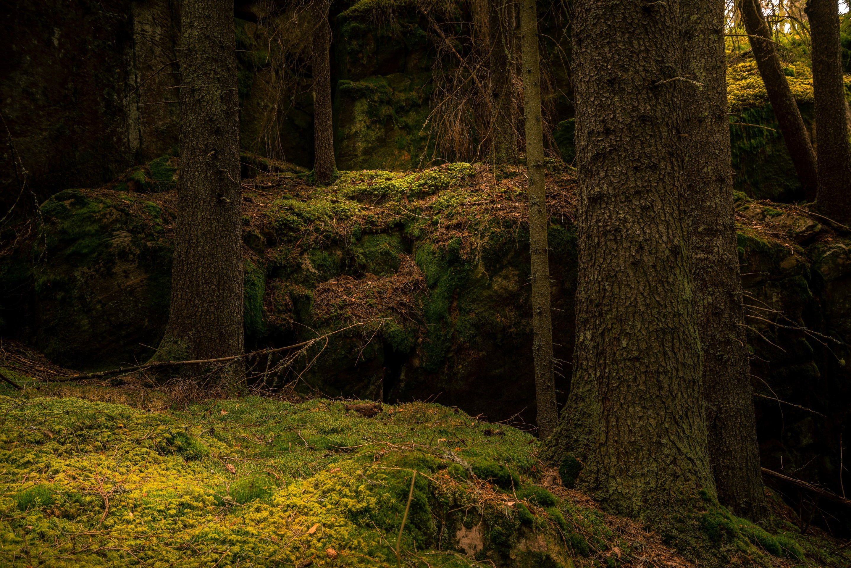 green, Wilderness Hintergrundbilder