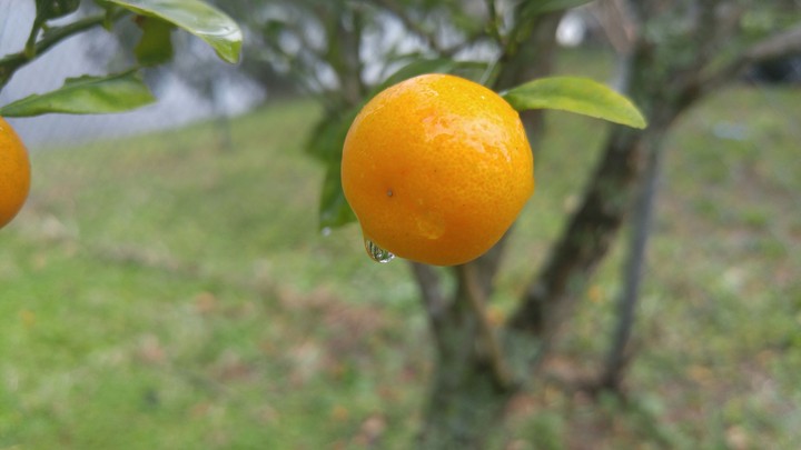 Orange tree raindrops