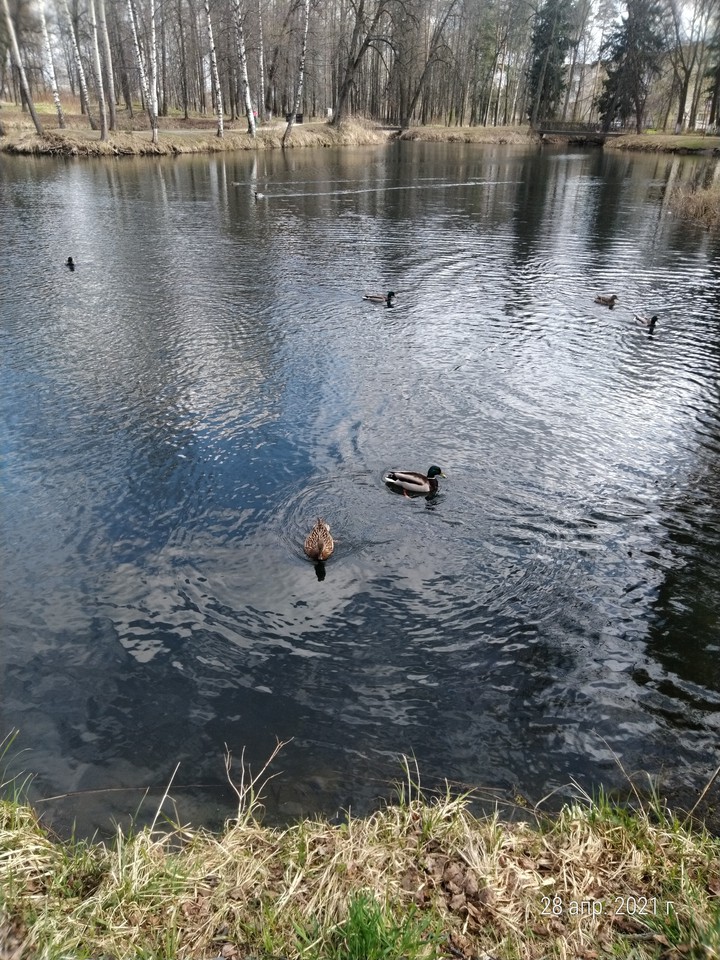 The Quack ????