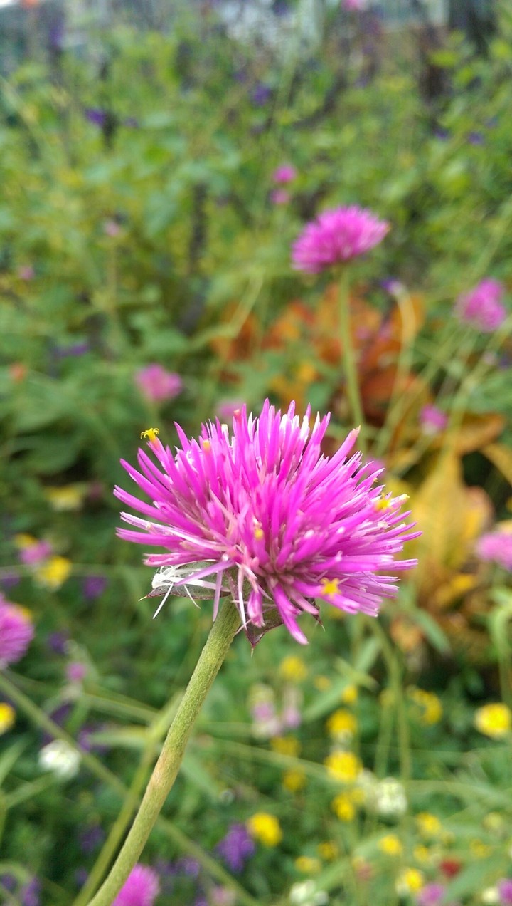 Purple Flower