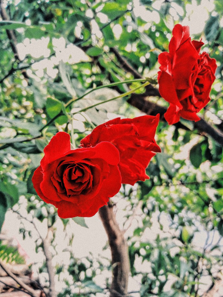roses