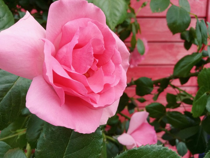 rose