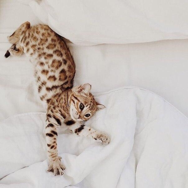 Muuuurr
