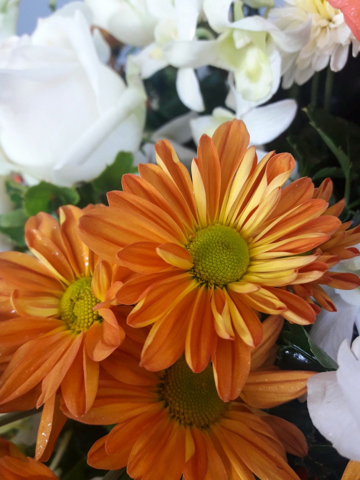 flower