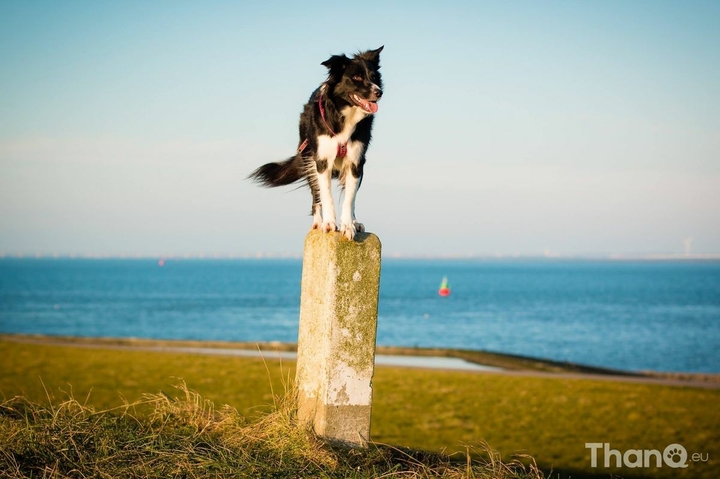 If It's Not A Broder Collie iIt's Just A Dog