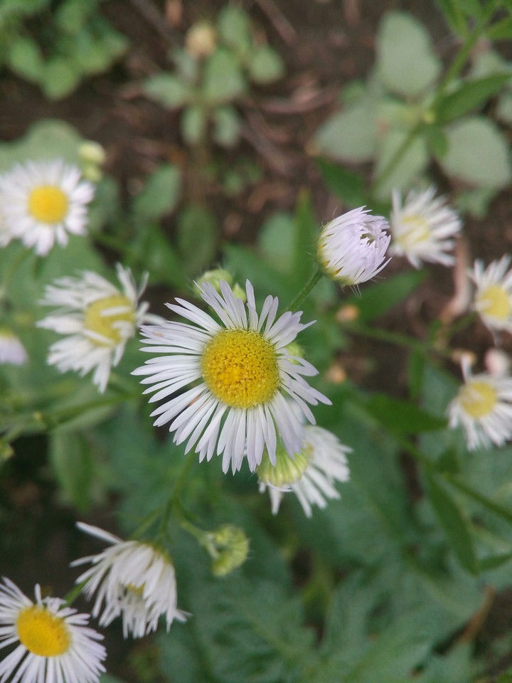 Chamomile