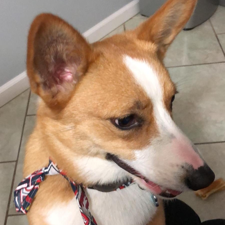 corgi..  The Georgie