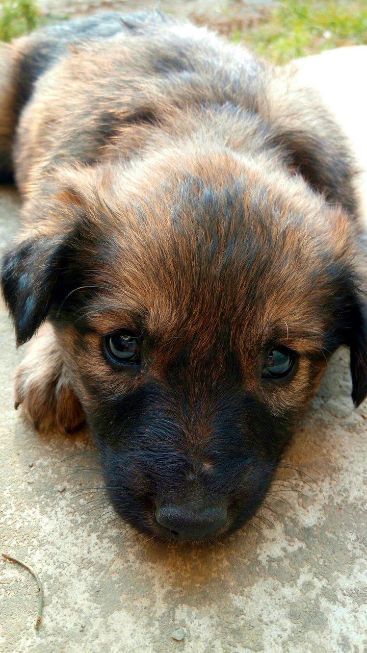 Cute dog