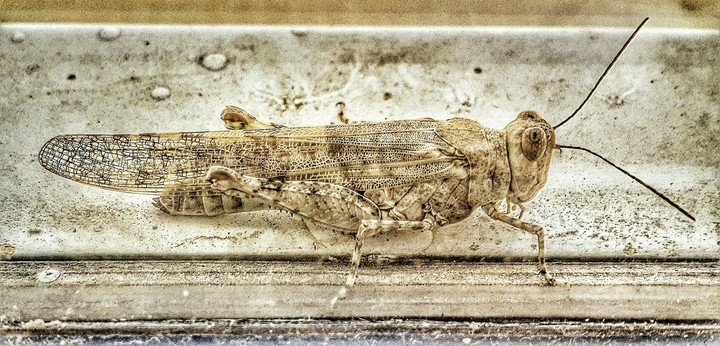 monster 1