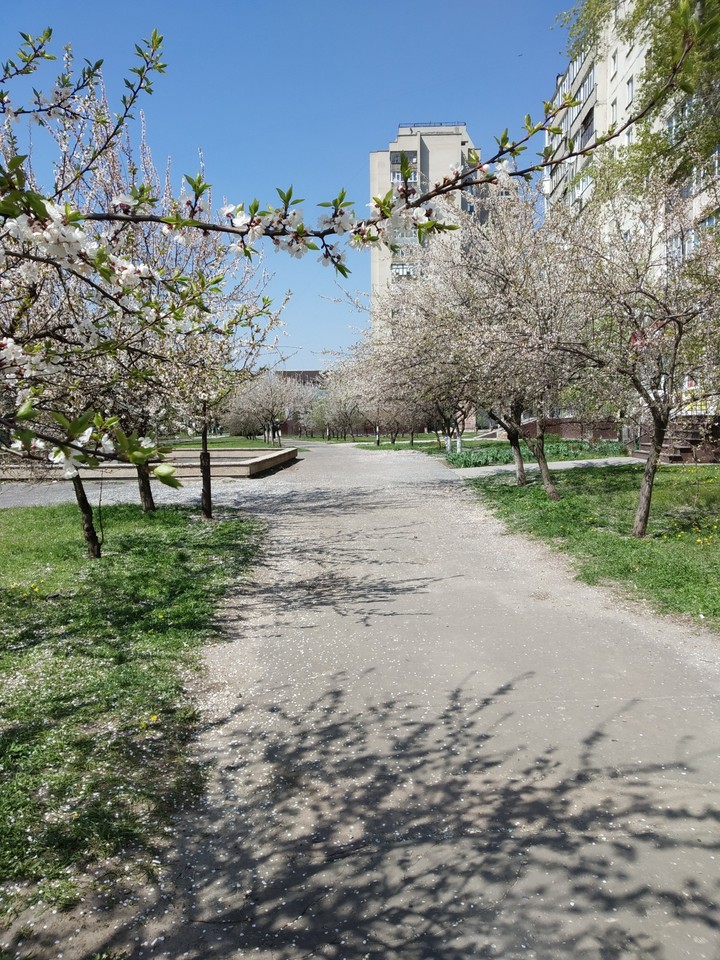 Аллея весной
