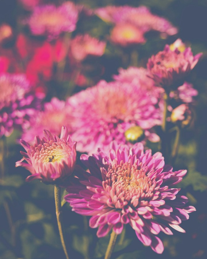 Fresh flowers