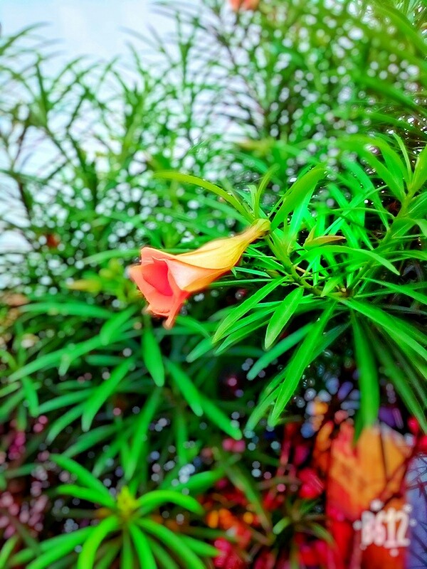 flower