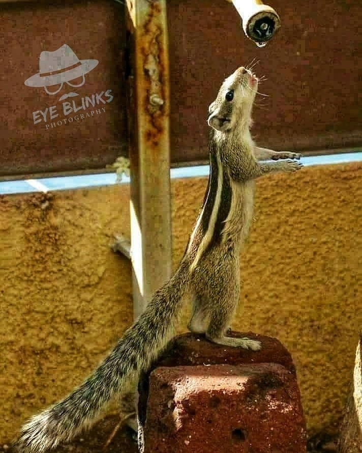 Squirrel
