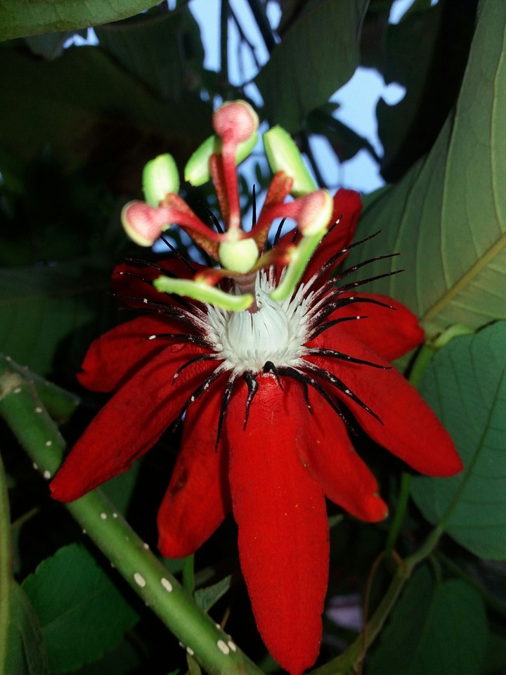krushnakamal (red)