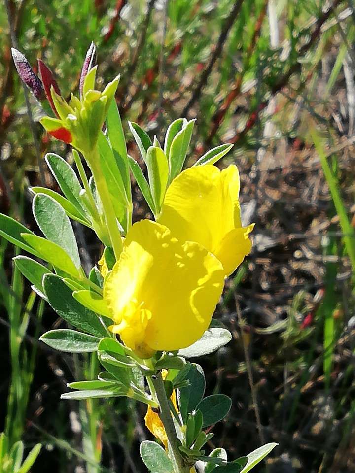 sun