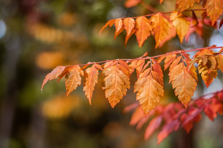 Autumn Beauty