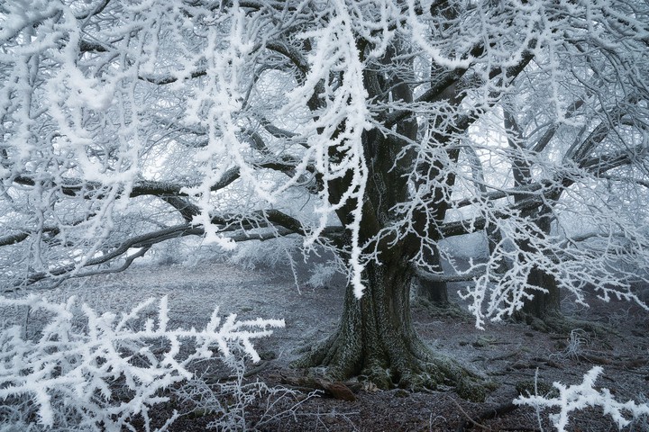 branches