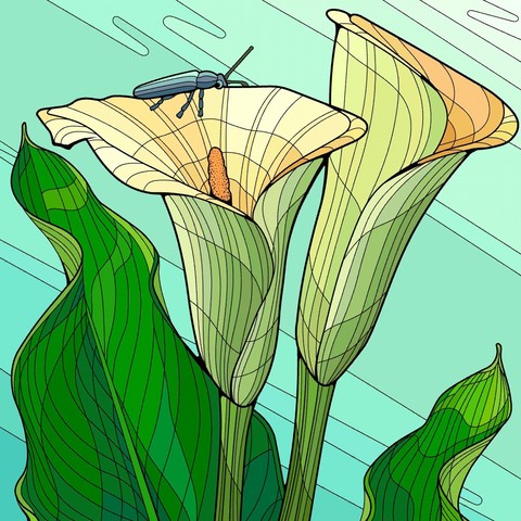 sfondi adaptation, botany