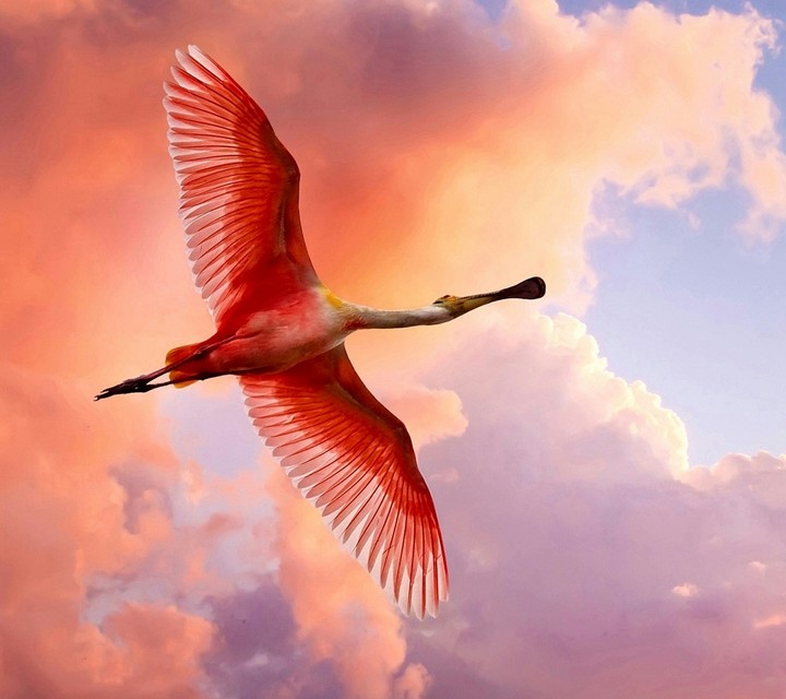 pink bird