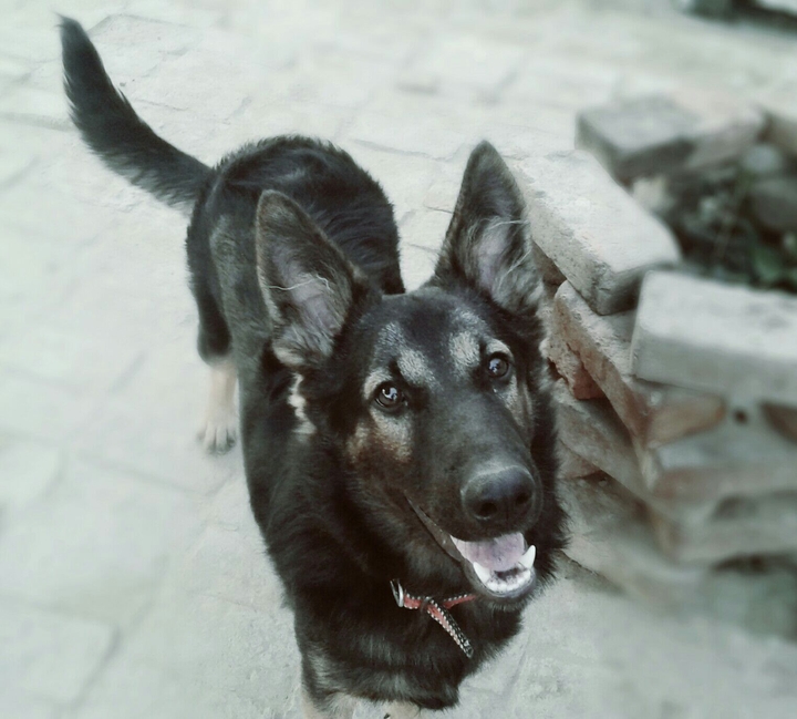 German Shepherd