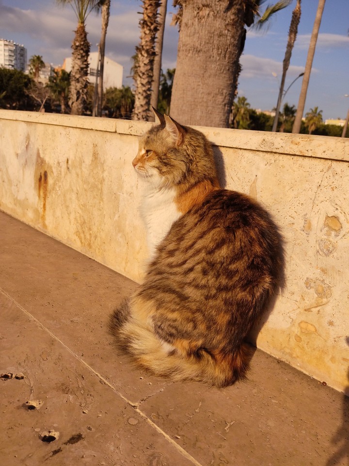 cat