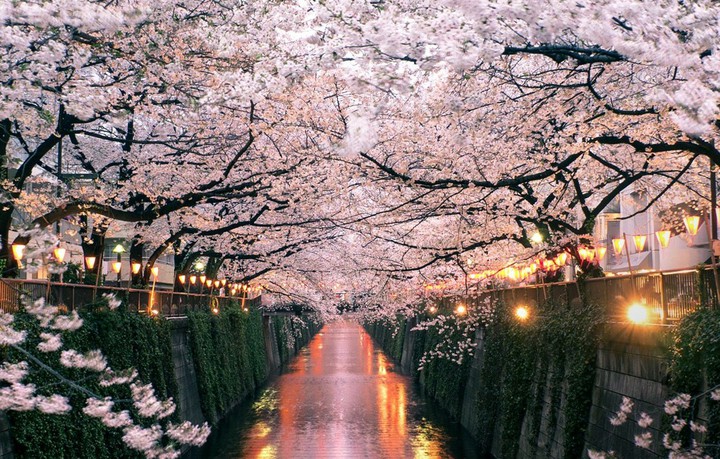 Cherry Blossom