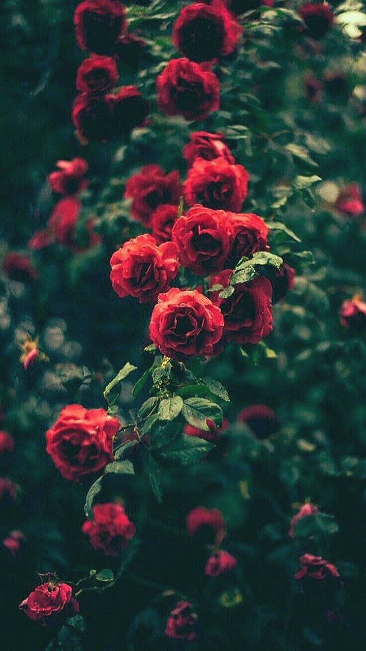 Red Rose