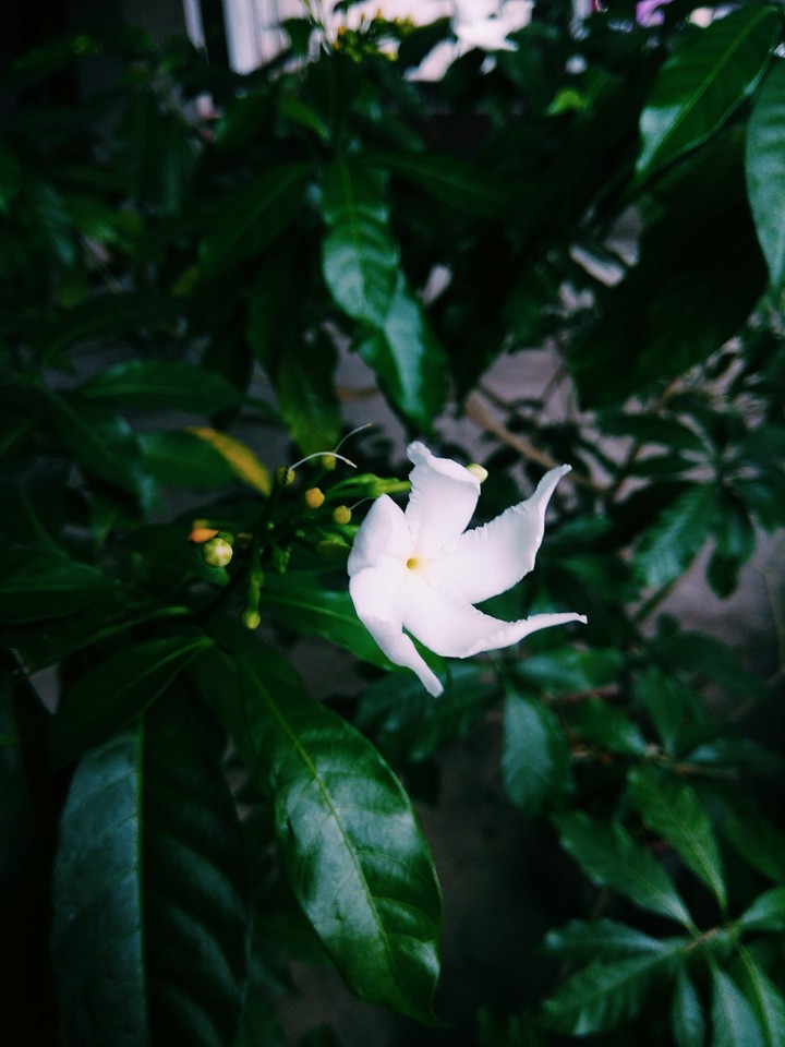 my garden.. my click