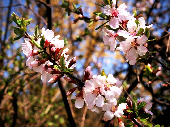 cherry