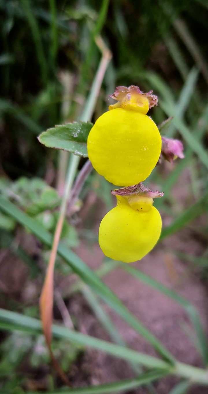 Pompas amarillas