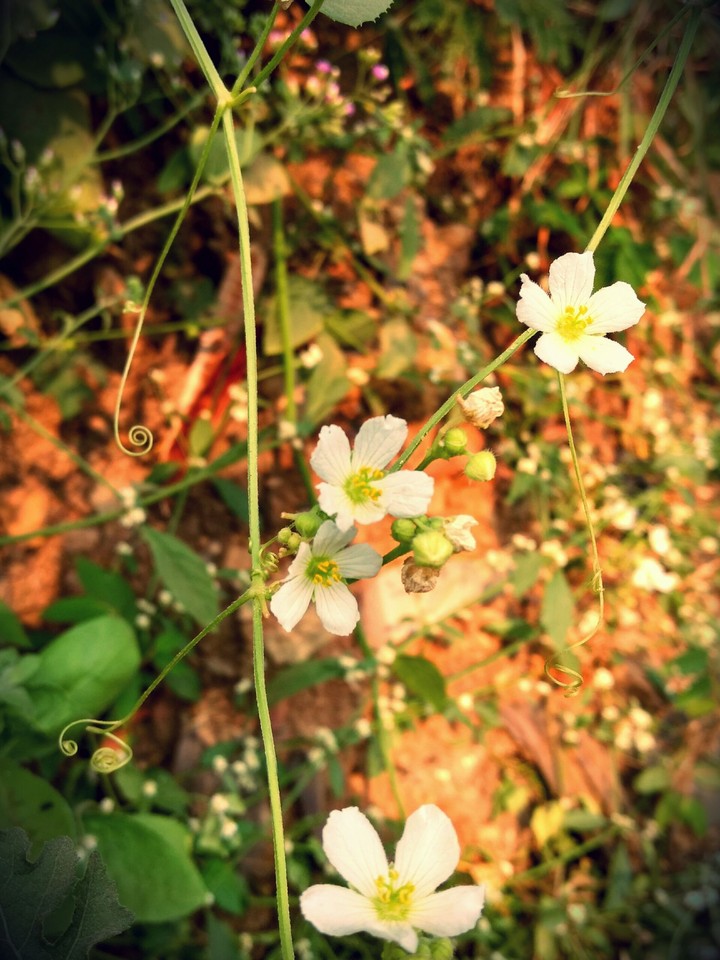 white cute flower
