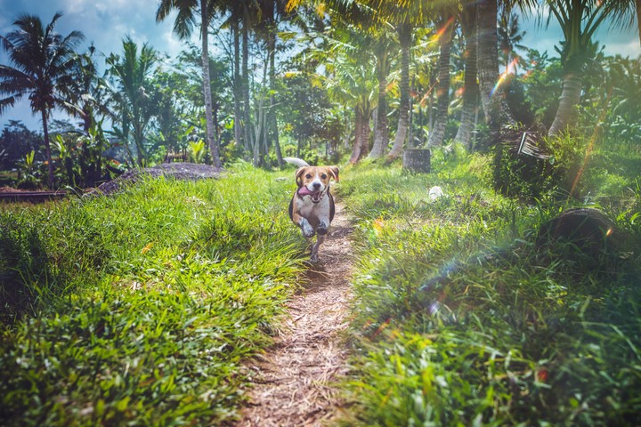 dog running
