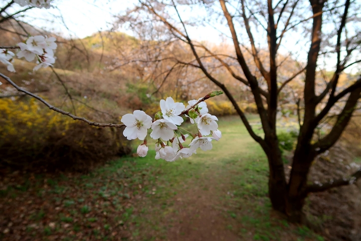 chereyblossom