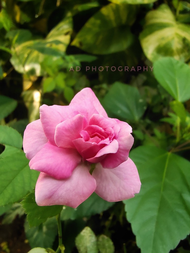 pink flower