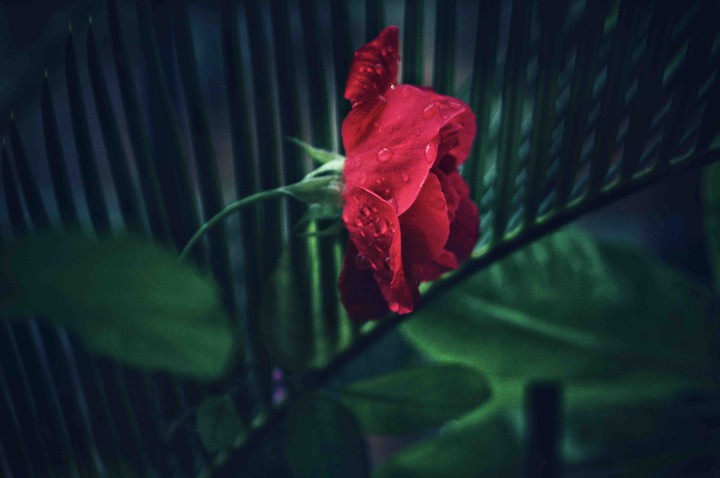 red rose