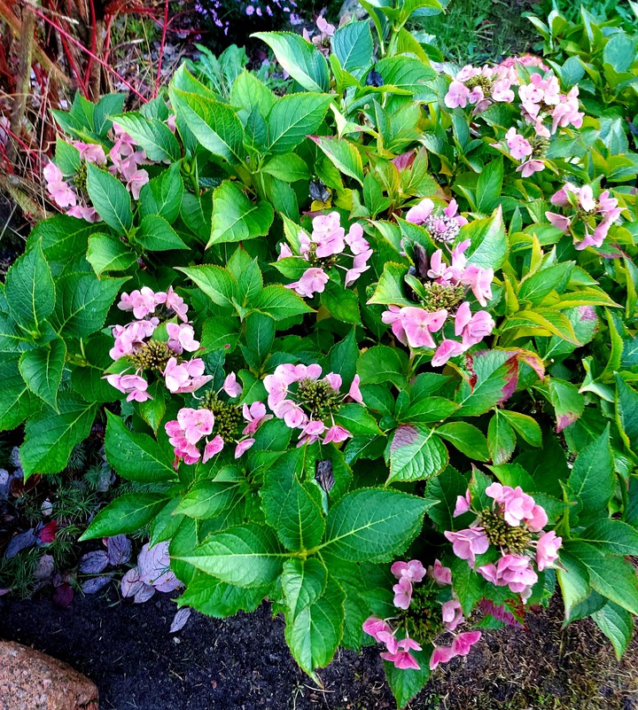 Hortensie