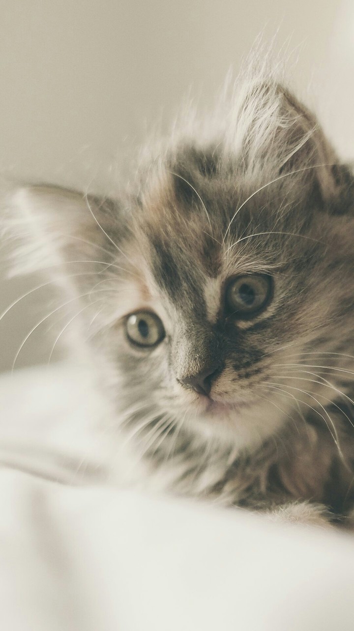КОТИК