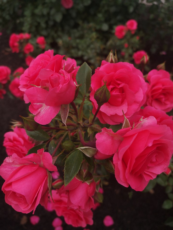 roses