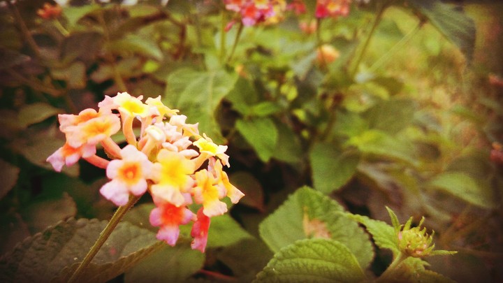grass flower